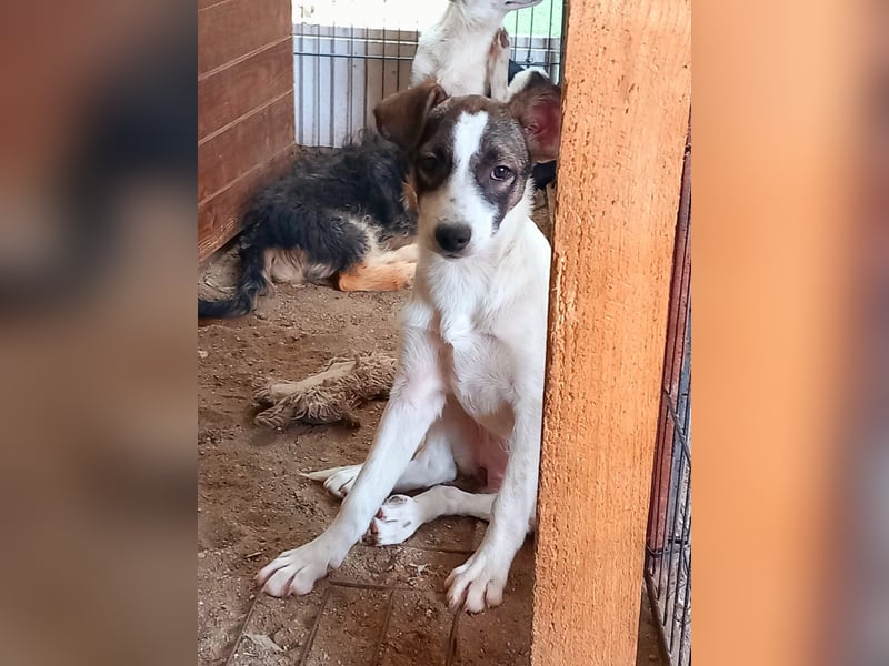 HERMINE - zauberhaftes Mädchen sucht ihre Lieblingsmenschen