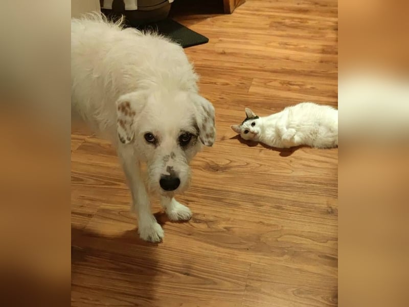 GRACIE – liebevolle, clevere Hündin sucht ein ruhiges Zuhause