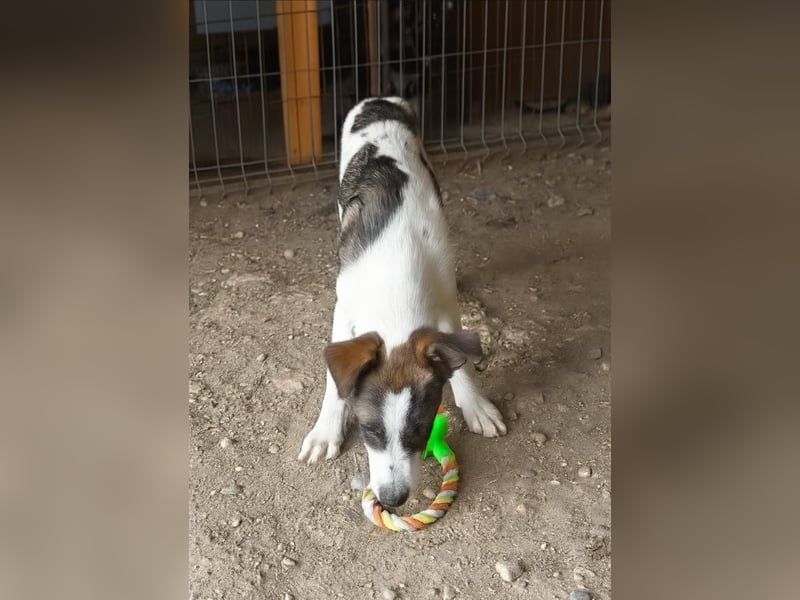HERMINE - zauberhaftes Mädchen sucht ihre Lieblingsmenschen