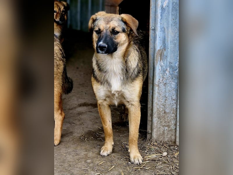 BETTY - freundlich und neugierig sucht liebevolle Familie