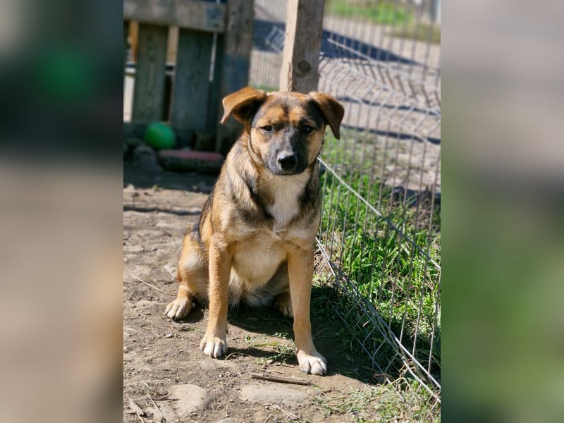 BETTY - freundlich und neugierig sucht liebevolle Familie