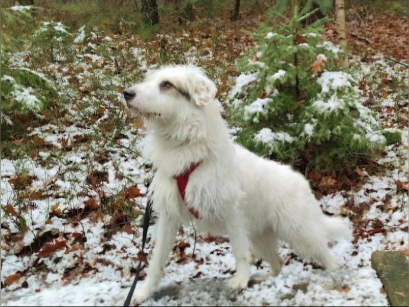 GRACIE – liebevolle, clevere Hündin sucht ein ruhiges Zuhause