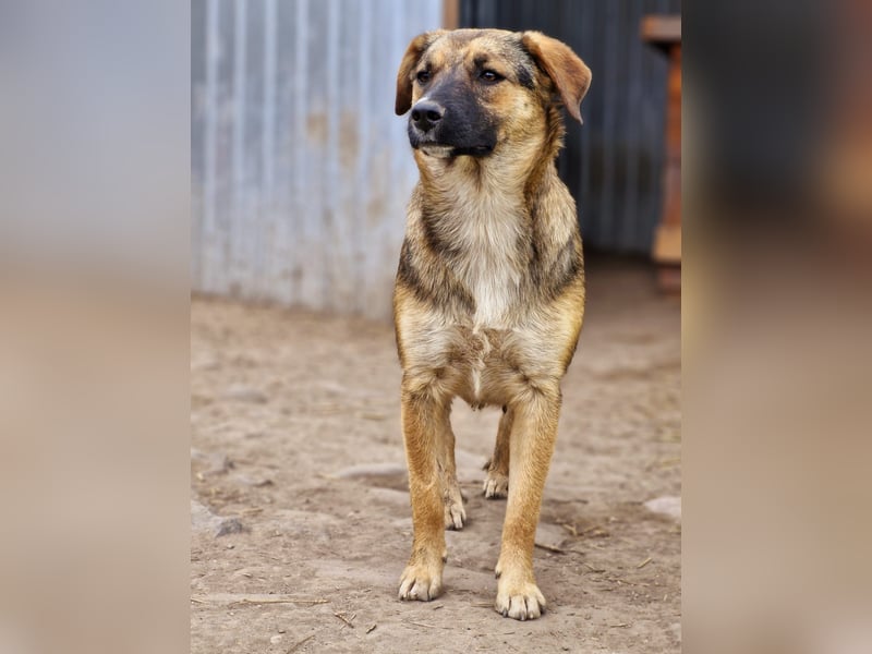 BETTY - freundlich und neugierig sucht liebevolle Familie
