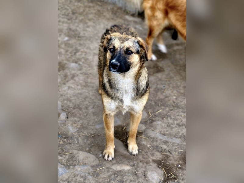 BETTY - freundlich und neugierig sucht liebevolle Familie
