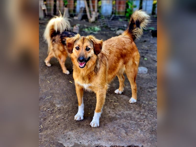 BERRY - ca. 50-55 cm sucht ein liebevolles Zuhause