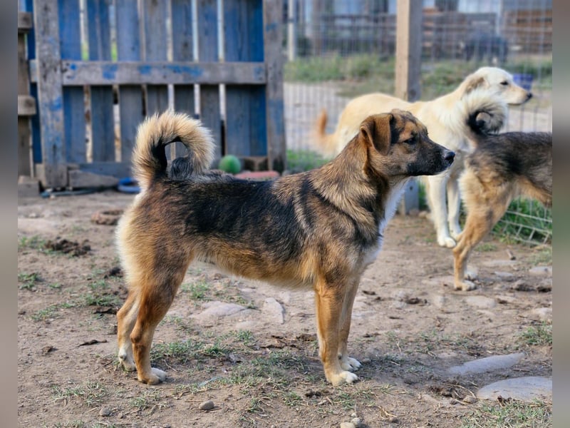 BETTY - freundlich und neugierig sucht liebevolle Familie