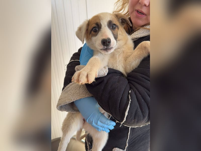 HEIDI - auf Pflegestelle in 06242 Braunsbedra sucht ihren Platz zum ankommen