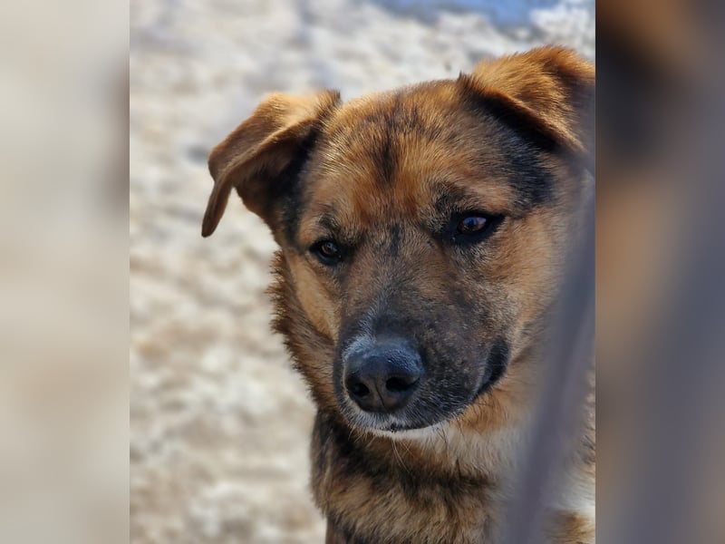 BETTY - freundlich und neugierig sucht liebevolle Familie