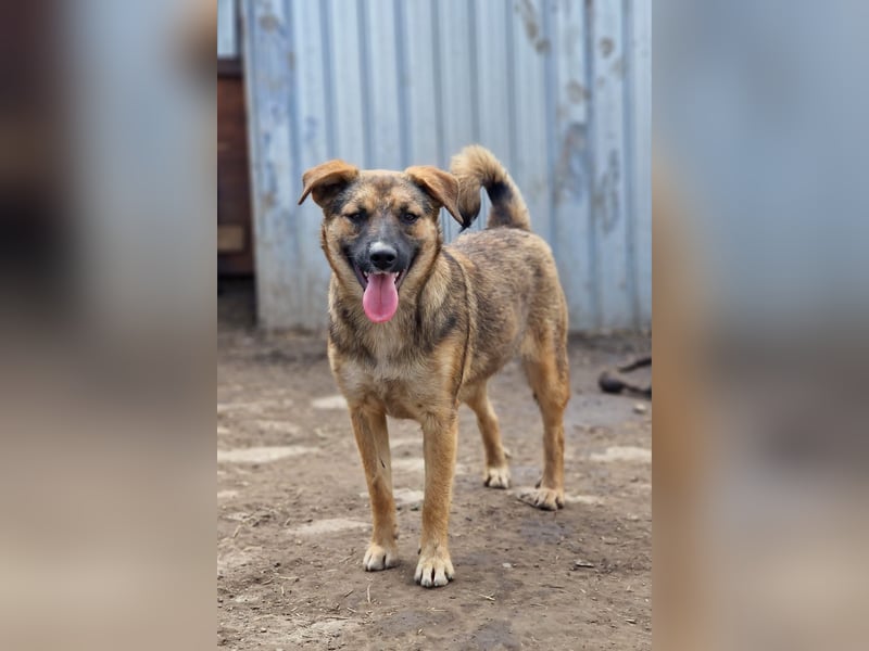 BETTY - freundlich und neugierig sucht liebevolle Familie