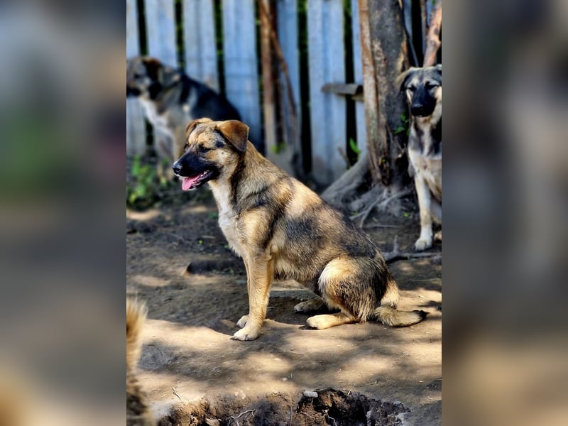 BETTY - freundlich und neugierig sucht liebevolle Familie