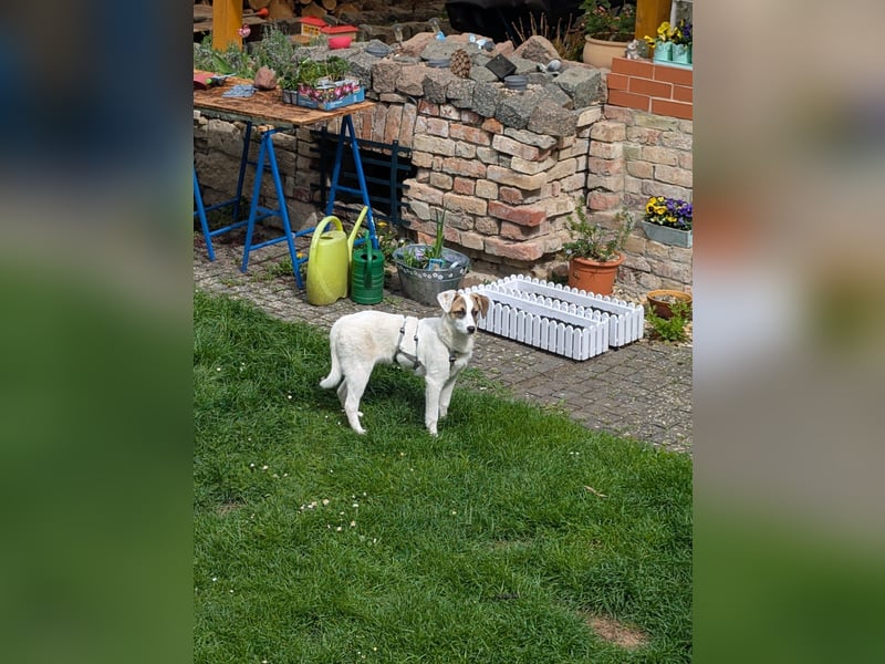 HEIDI - auf Pflegestelle in 06242 Braunsbedra sucht ihren Platz zum ankommen