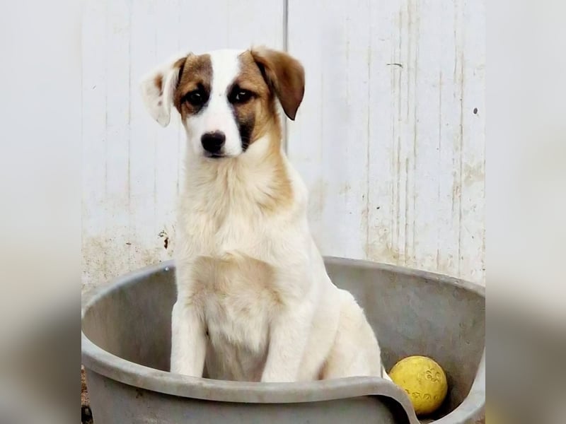 HEIDI - auf Pflegestelle in 06242 Braunsbedra sucht ihren Platz zum ankommen