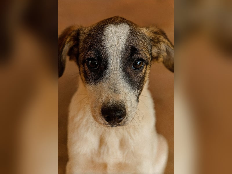 HERMINE - zauberhaftes Mädchen sucht ihre Lieblingsmenschen