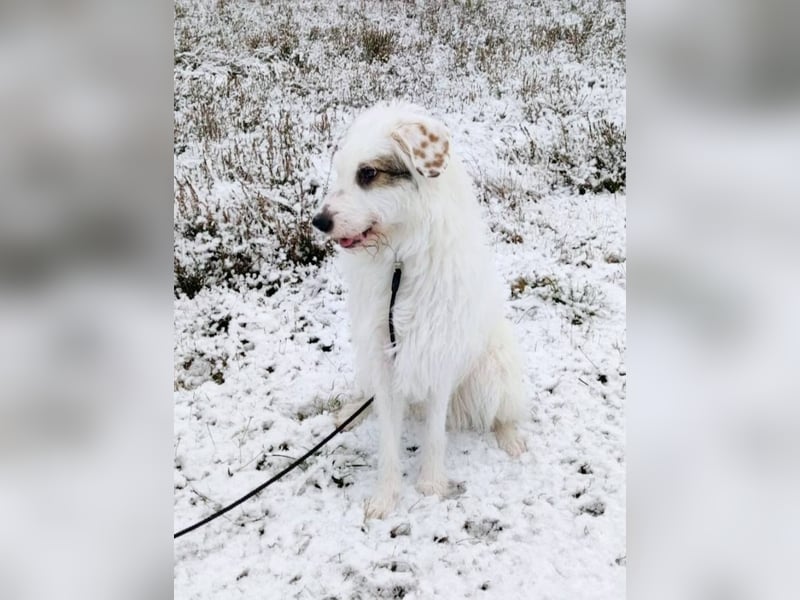GRACIE – liebevolle, clevere Hündin sucht ein ruhiges Zuhause