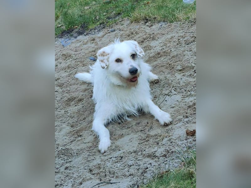 GRACIE – liebevolle, clevere Hündin sucht ein ruhiges Zuhause