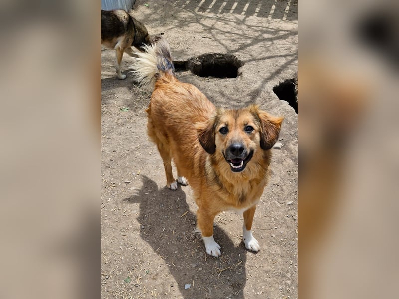 BERRY - ca. 50-55 cm sucht ein liebevolles Zuhause