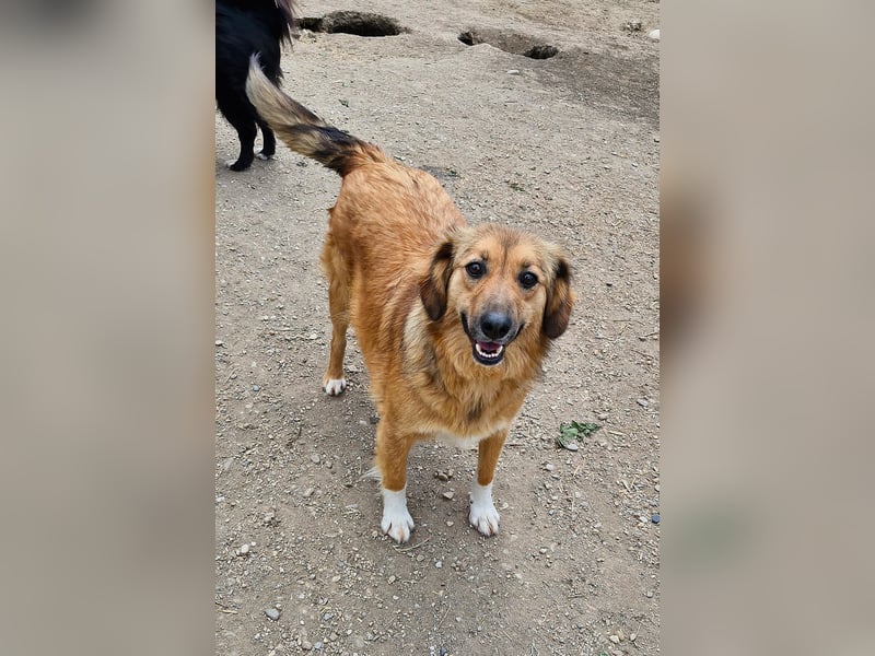BERRY - ca. 50-55 cm sucht ein liebevolles Zuhause