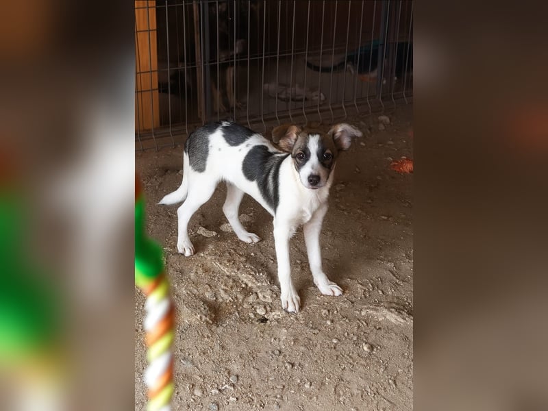 HERMINE - zauberhaftes Mädchen sucht ihre Lieblingsmenschen