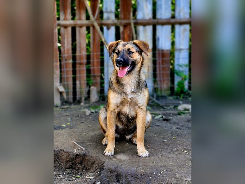 BETTY - freundlich und neugierig sucht liebevolle Familie