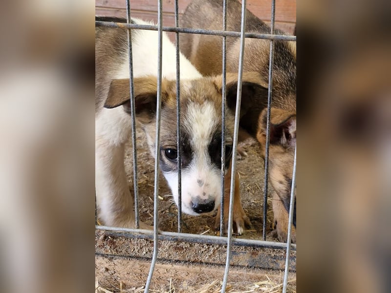 HERMINE - zauberhaftes Mädchen sucht ihre Lieblingsmenschen
