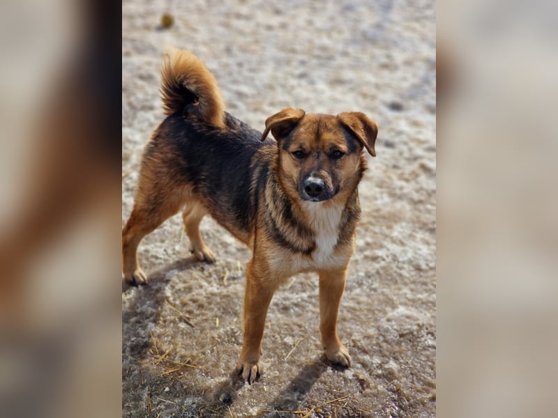 BETTY - freundlich und neugierig sucht liebevolle Familie