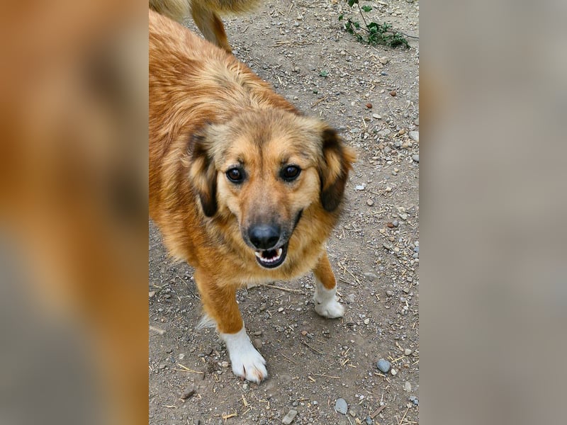 BERRY - ca. 50-55 cm sucht ein liebevolles Zuhause
