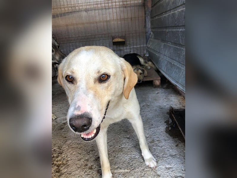 CASSY, Traummaus, der ideale Familienhund. Mag auch Katzen