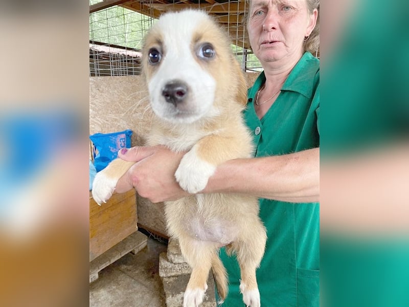 LIVIA, zuckersüsse Hummel. Der ideale Familienhund