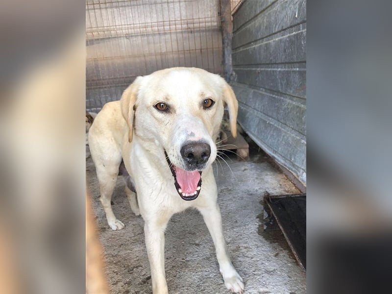 CASSY, Traummaus, der ideale Familienhund. Mag auch Katzen