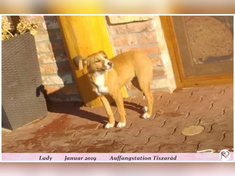 Lady