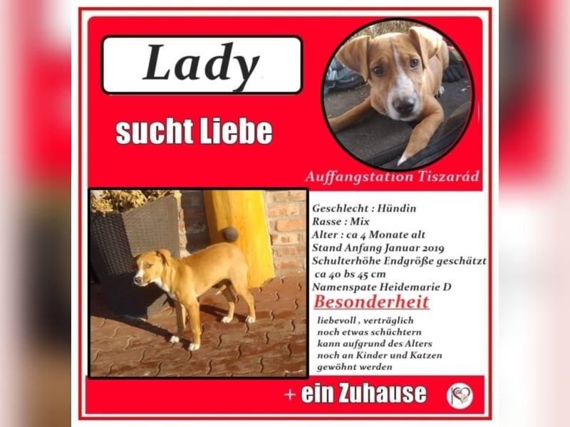 Lady