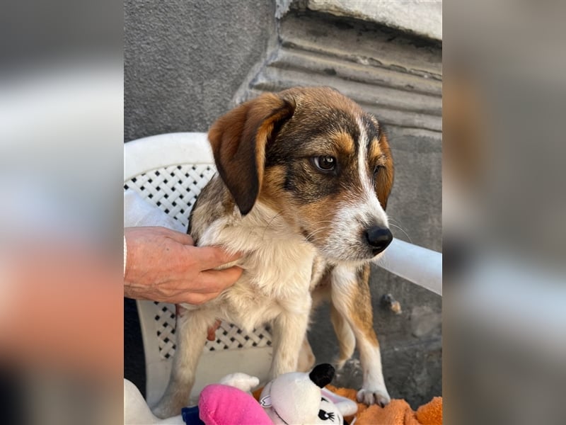 MILLY - ist bereit für ihr Abenteuer