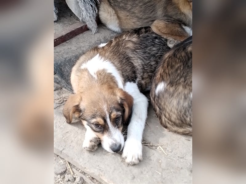 MILLY - ist bereit für ihr Abenteuer