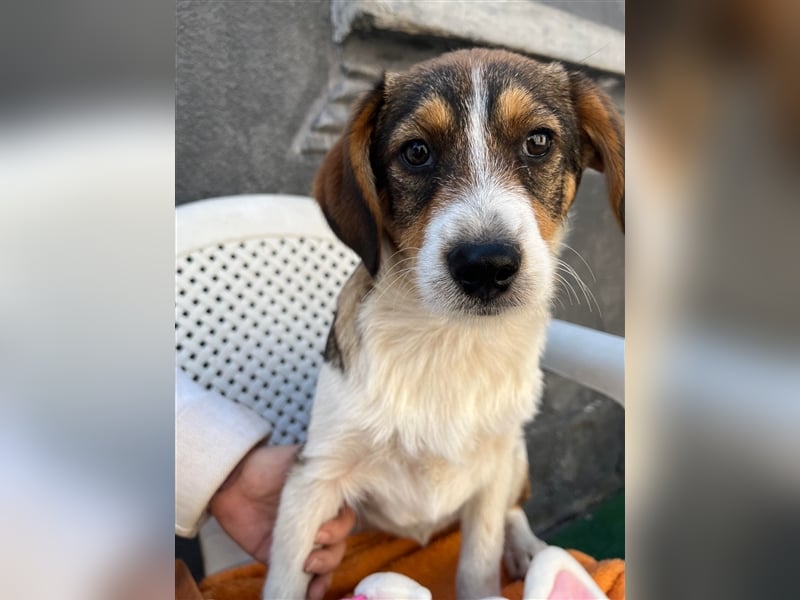 MILLY - ist bereit für ihr Abenteuer