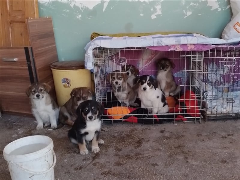 MILLY - ist bereit für ihr Abenteuer