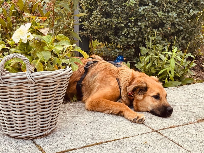 Sissy, Entdeckerin sucht ihre Herzensmenschen