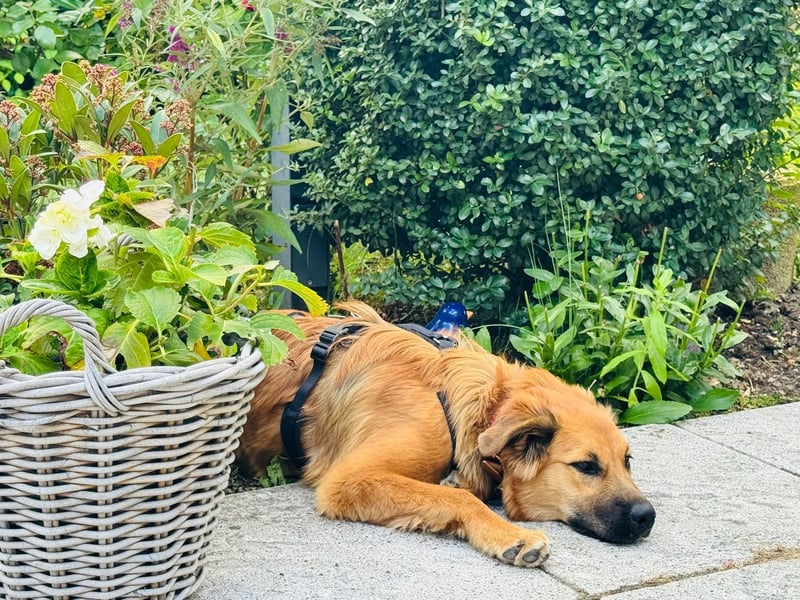 Sissy, Entdeckerin sucht ihre Herzensmenschen