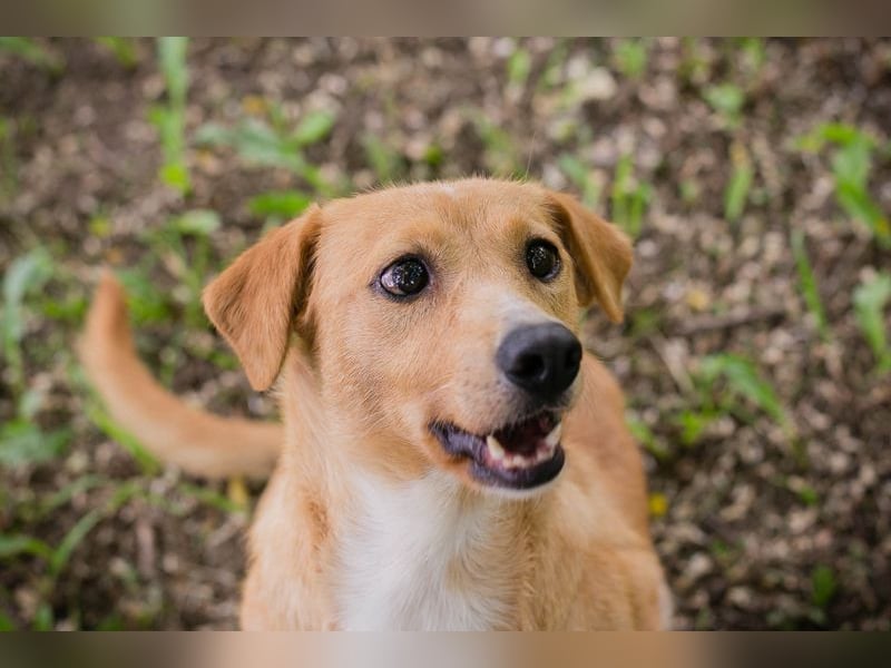 ZELDA - perfekte Familienhündin mit charmantem Silberblick sucht ein liebevolles Zuhause
