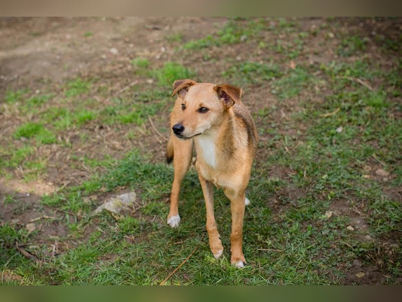 OLIVIA - das sanfte Mädchen mit den Rehäuglein sucht ein liebevolles Zuhause!