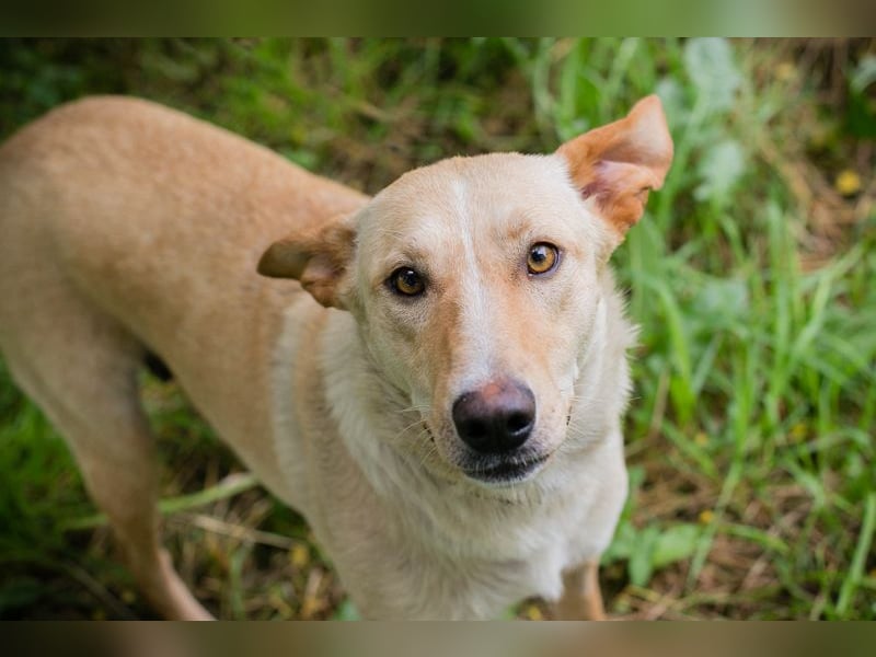 Zoe - sie liebt lange Spaziergänge und die Nähe zu den Menschen