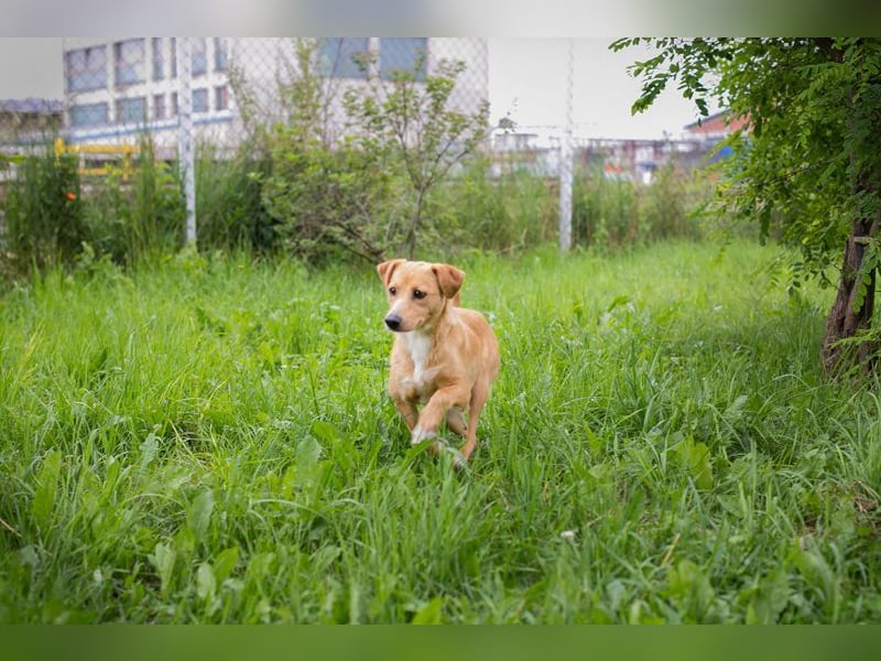 ZELDA - perfekte Familienhündin mit charmantem Silberblick sucht ein liebevolles Zuhause