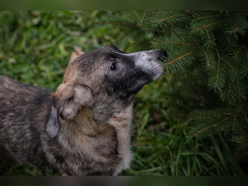 KASI - das hübsche Mädchen freut sich auf ein glückliches Leben mit seinen Menschen