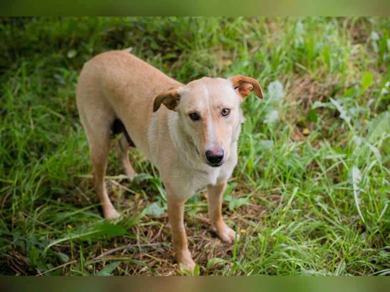 Zoe - sie liebt lange Spaziergänge und die Nähe zu den Menschen