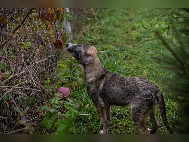 KASI - das hübsche Mädchen freut sich auf ein glückliches Leben mit seinen Menschen