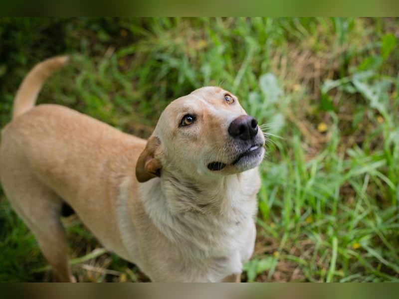 Zoe - sie liebt lange Spaziergänge und die Nähe zu den Menschen