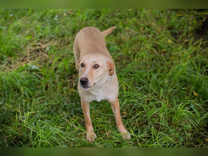 Zoe - sie liebt lange Spaziergänge und die Nähe zu den Menschen