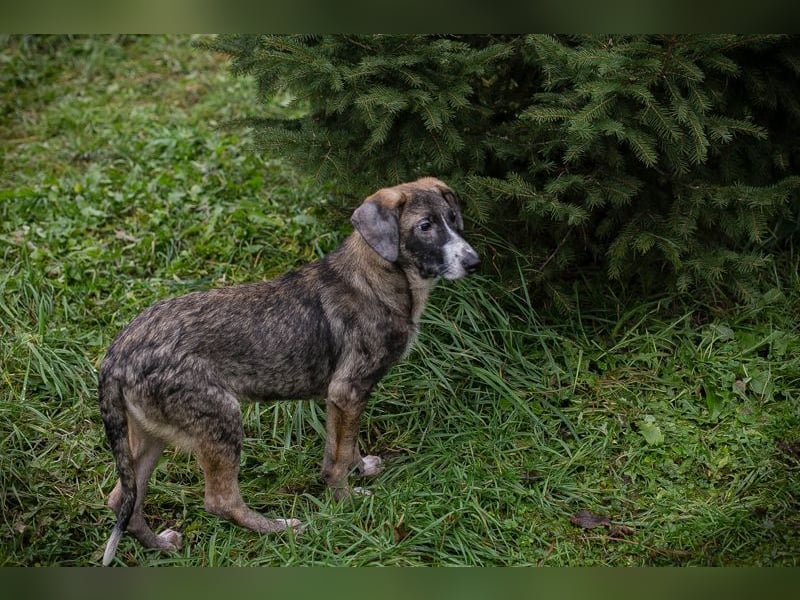 KASI - das hübsche Mädchen freut sich auf ein glückliches Leben mit seinen Menschen