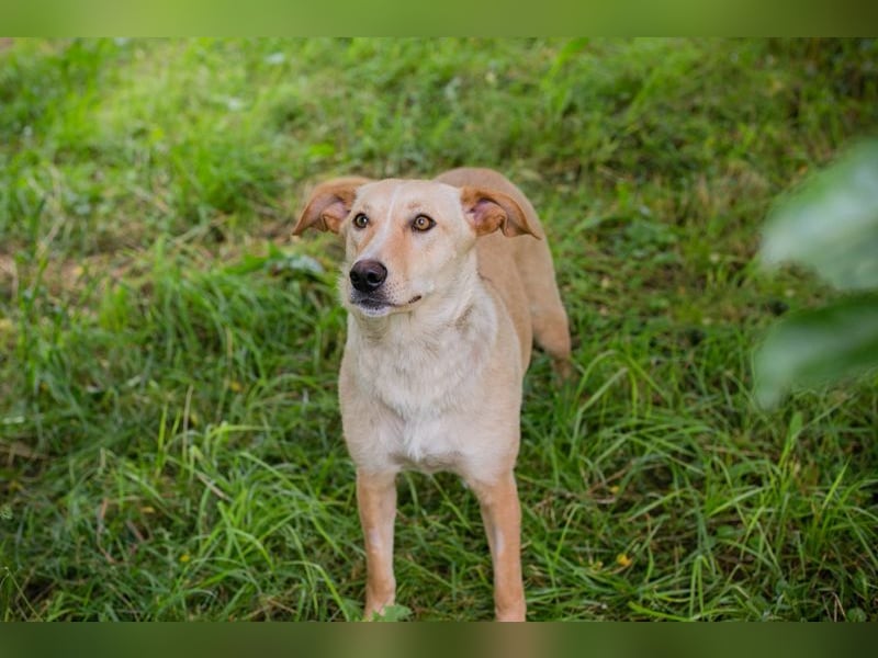 Zoe - sie liebt lange Spaziergänge und die Nähe zu den Menschen