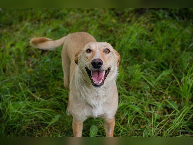 Zoe - sie liebt lange Spaziergänge und die Nähe zu den Menschen