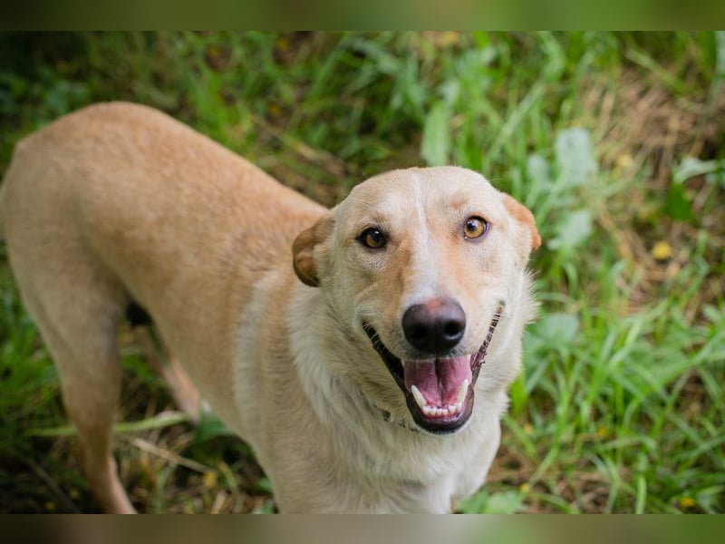 Zoe - sie liebt lange Spaziergänge und die Nähe zu den Menschen